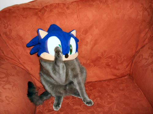 A cat in a Sonic hat
