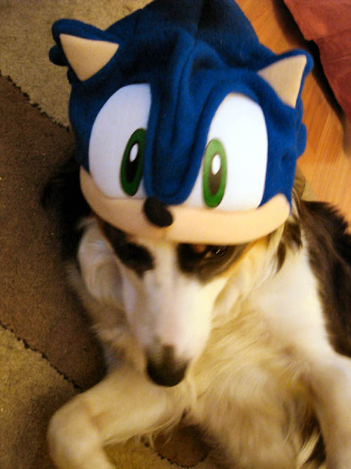 Really a dog in a Sonic hat